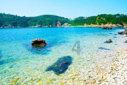猕猴桃树“流水”别大意,处理不当易成病害!